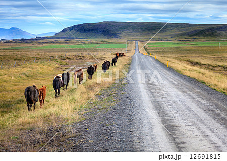 Icelandic ponies Icelandic ponies 12691815