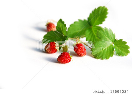 ワイルドストロベリー 12692084