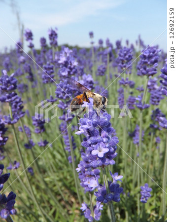 ミツバチとラベンダー 12692159