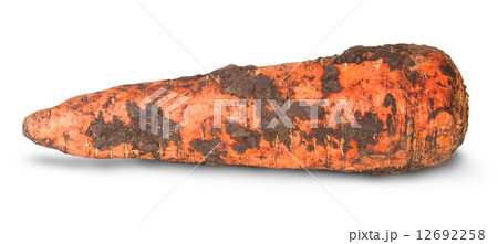 Single Dirty Carrot 12692258