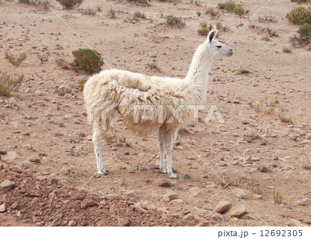 Andean Llama 12692305