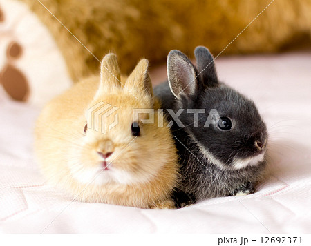 うさぎ　ネザーランドドワーフ 12692371