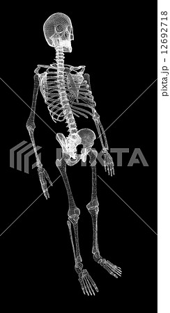 Human body, skeleton 12692718