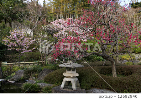 長谷寺の梅 12692940