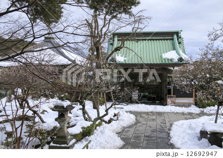 長谷寺の梅 12692947