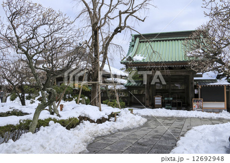 長谷寺の梅 12692948