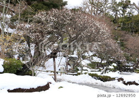 長谷寺の梅 12692950