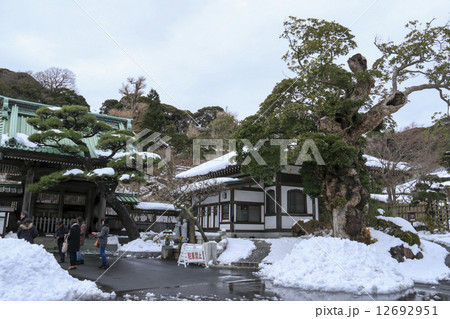 長谷寺の梅 12692951