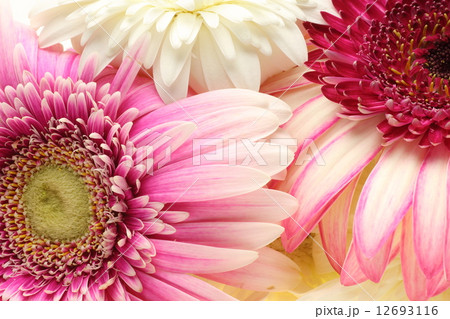 ガーベラ ガーベラ 12693116