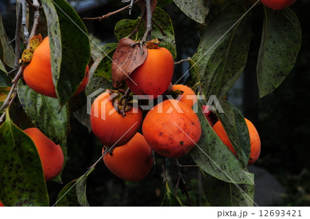 百匁柿(ひゃくめかき) 百匁柿(ひゃくめかき) 12693421