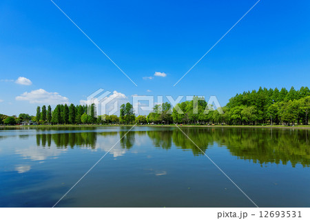水元公園の若葉と新緑のポプラ並木とメタセコイアの林と水面に映える景観 12693531