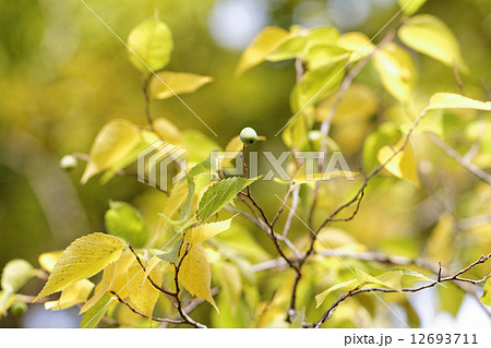 荒川自然公園の色付き始めた椋の木の黄葉と木の実 12693711