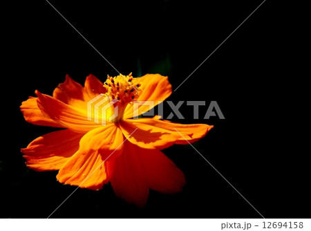 花　秋桜　黄色　自然 12694158