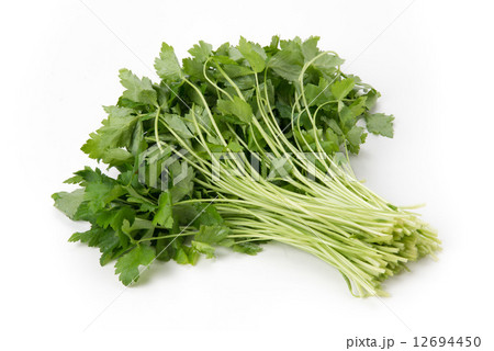 緑黄色野菜のミツバ 12694450