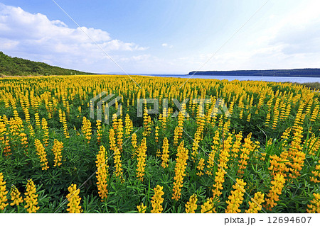 ルーピン群生 ルーピン群生 12694607