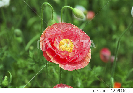 ポピー　ポピー畑 12694619