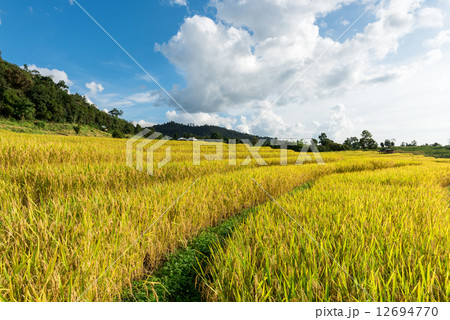 Terraced rice fields in northern Thailand ,Pa pong peang, Chiang 12694770