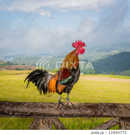 Rooster's crowing on the wooden pole 12694772