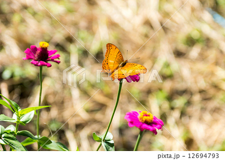 lime butterfly on a mexican sunflower 12694793