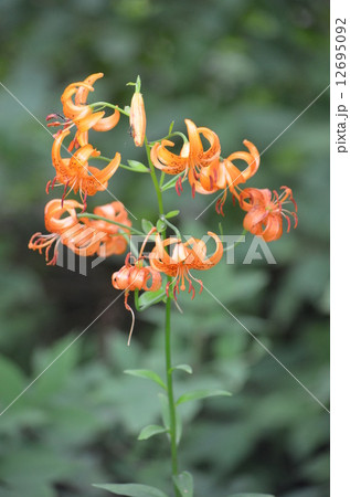 クルマユリ 12695092