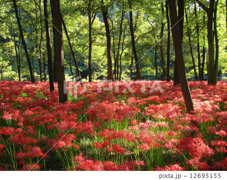 高麗巾着田の曼珠沙華 12695155