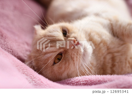 寝そべる猫 12695341