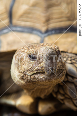 ケヅメリクガメ ケヅメリクガメ 12695572