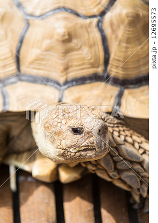 ケヅメリクガメ 12695573