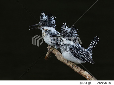 ヤマセミ 12695610