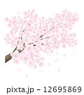 桜 12695869