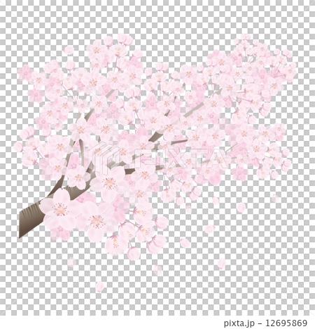 櫻桃樹 櫻桃樹 12695869