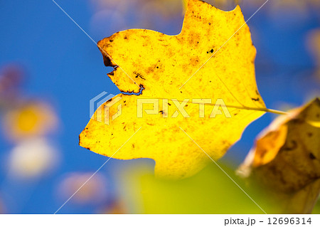 紅葉したユリノキの葉の写真素材