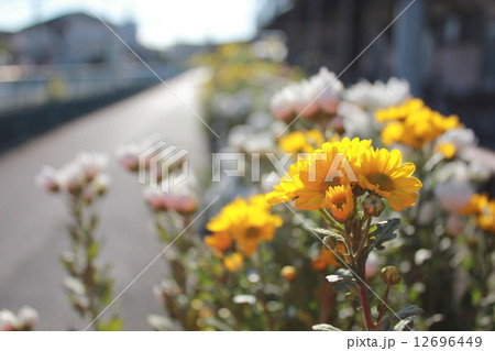 秋 供養鎮魂の華 花 秋 供養鎮魂の華 花 12696449