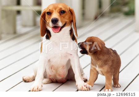 かわいい子犬の写真素材