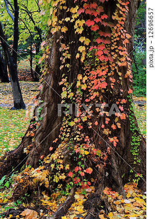 蔦の紅葉 蔦の紅葉 12696657