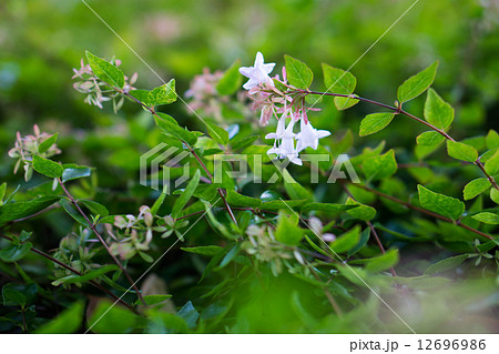 ハナゾノツクバネウツギ（アベリア）の花 12696986