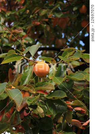 柿の木 12697070
