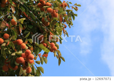 柿の木と空 12697071