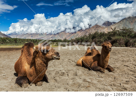 Camel in Nubra vally, Ladakh 12697509