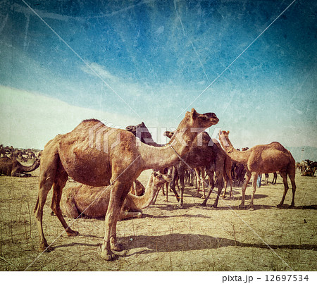 Camels at Pushkar Mela (Pushkar Camel Fair), India Camels at Pushkar Mela (Pushkar Camel Fair), India 12697534