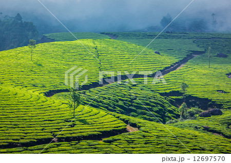 Green tea plantations in Munnar, Kerala, India Green tea plantations in Munnar, Kerala, India 12697570