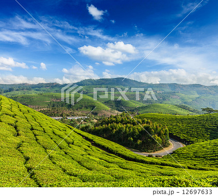 Green tea plantations in Munnar, Kerala, India Green tea plantations in Munnar, Kerala, India 12697633