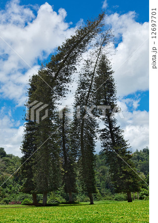 Crooked Cook Pines (Araucaria columnaris) 12697701