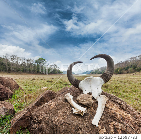Gaur (Indian bison) skull with horns and bones 12697733