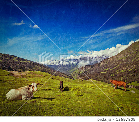 Cows grazing in Himalayas 12697809