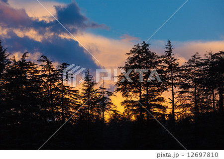 Silhouettes of trees on sunset 12697810
