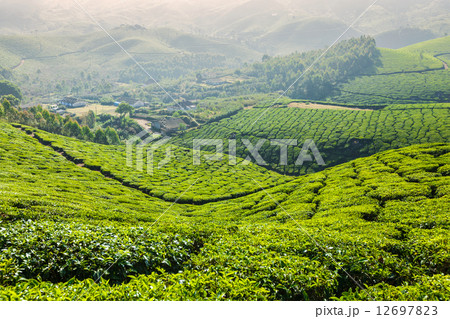 Green tea plantations in Munnar, Kerala, India Green tea plantations in Munnar, Kerala, India 12697823
