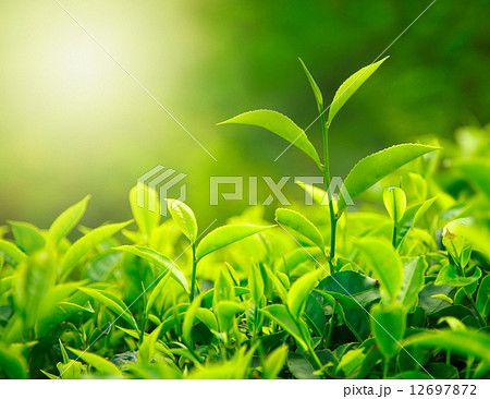 Tea bud and leaves Tea bud and leaves 12697872