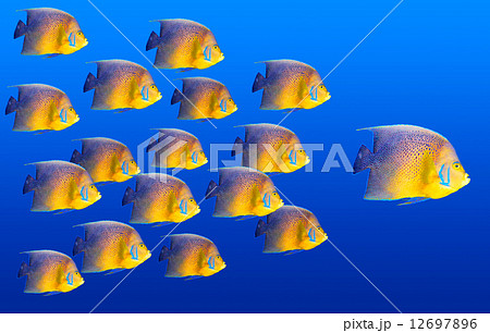 Leader Leader 12697896