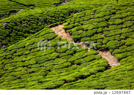 Green tea plantations in Munnar, Kerala, India Green tea plantations in Munnar, Kerala, India 12697897